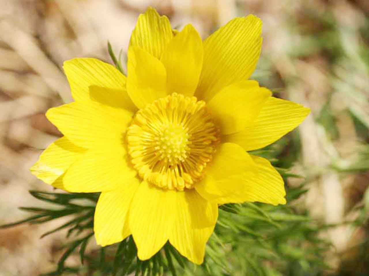 گیاه ادونیس (چشم خروس)